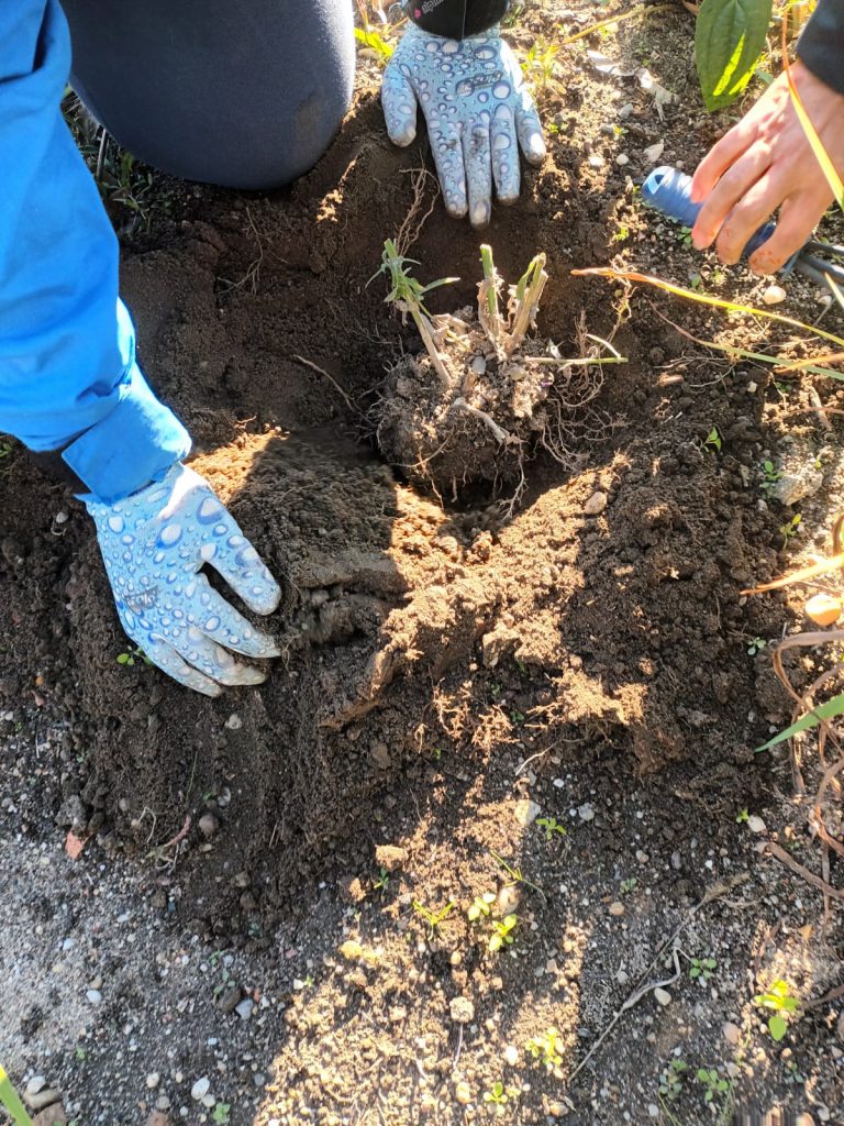 jesień - uczniowie sadzą werbeny