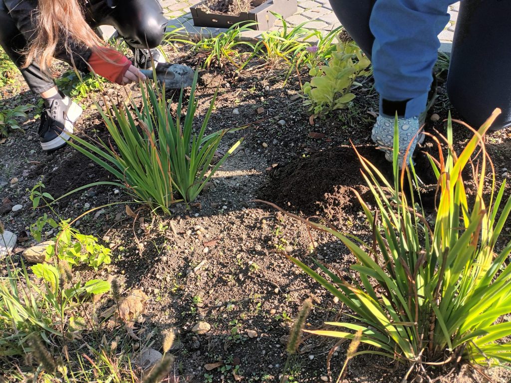 jesienne prace w szkolnym ogrodzie