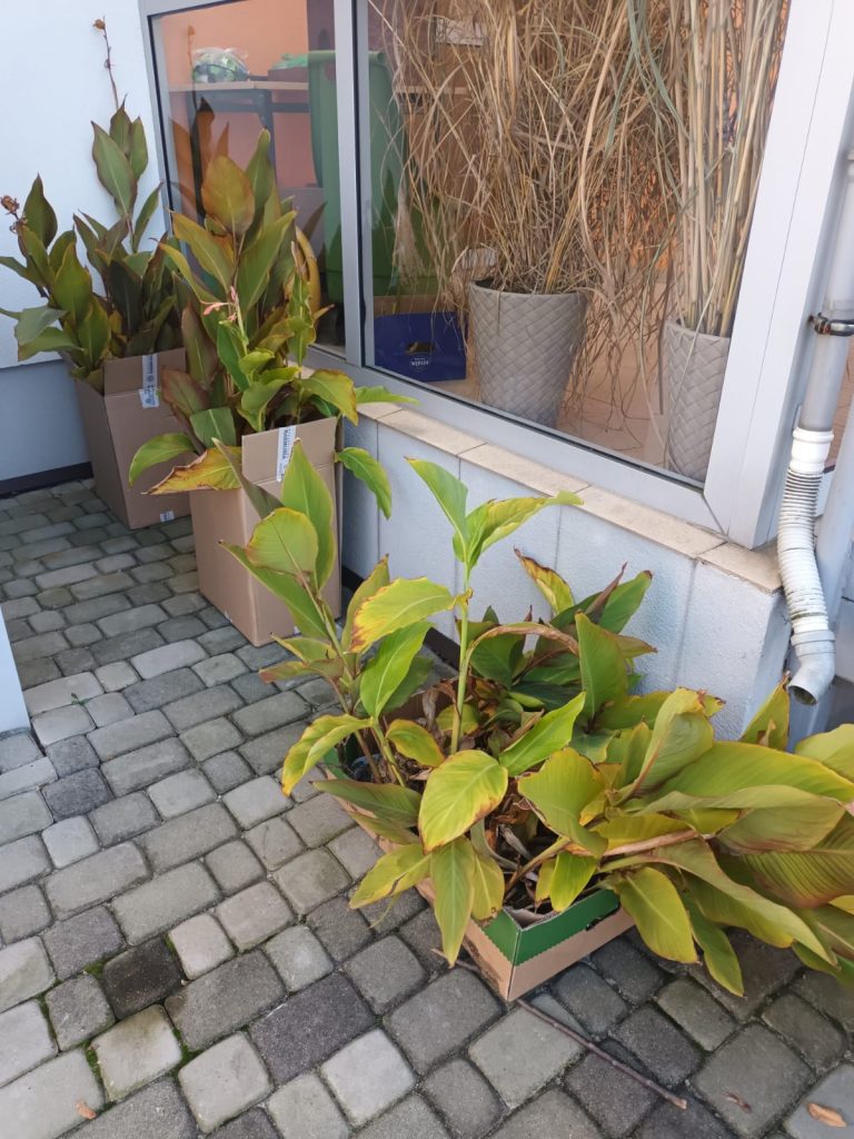 szkolne kanny przygotowane do zimowego przechowania