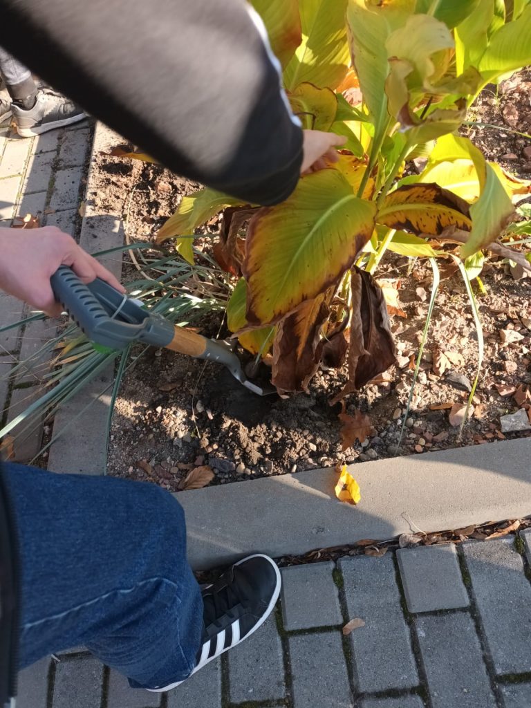 uczniowie wykopują kanny
