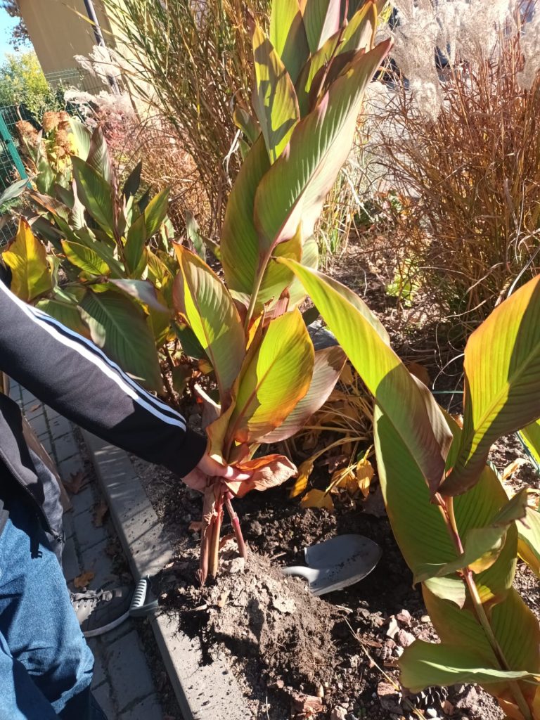 uczniowie wykopują kanny