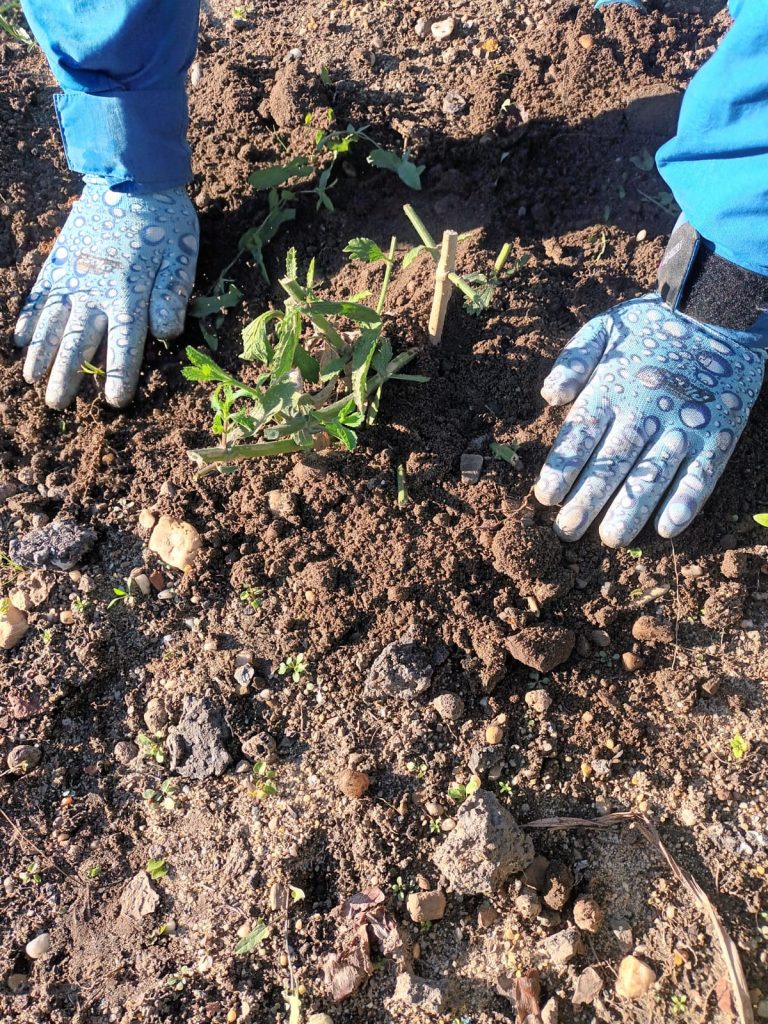 jesień - uczniowie sadzą werbeny