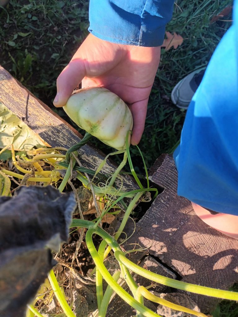 uczniowie zbierają dynie ozdobne