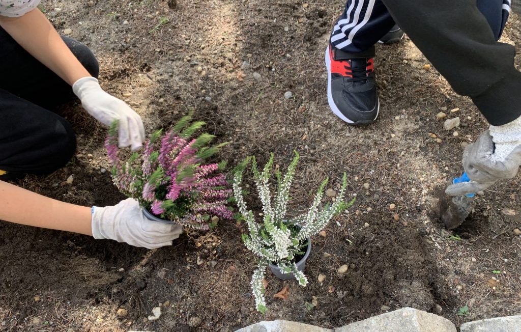 uczniowie sadzą wrzosy