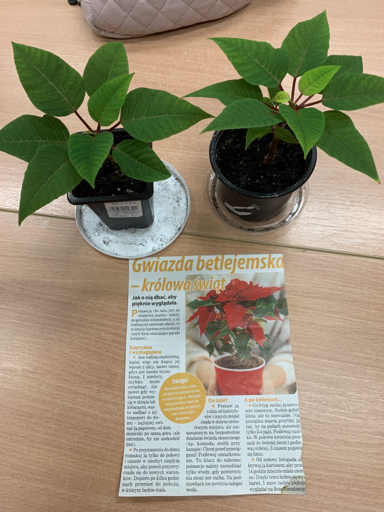 uczniowie eksperymentują z roślinami