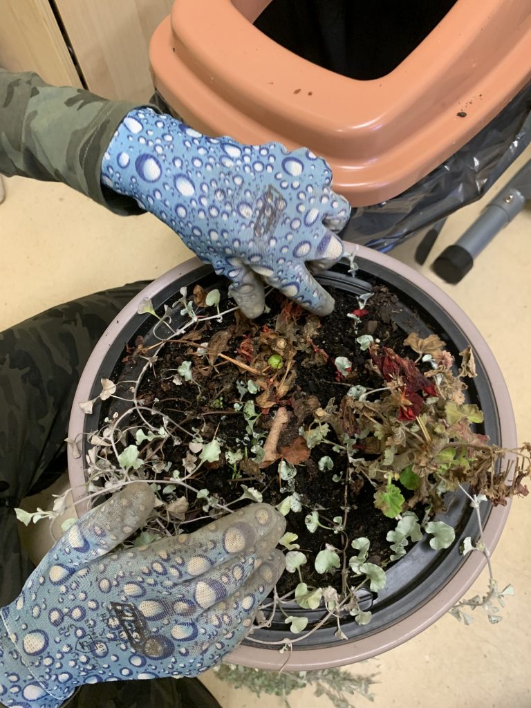 uczniowie ochraniają korzenie pelargonii