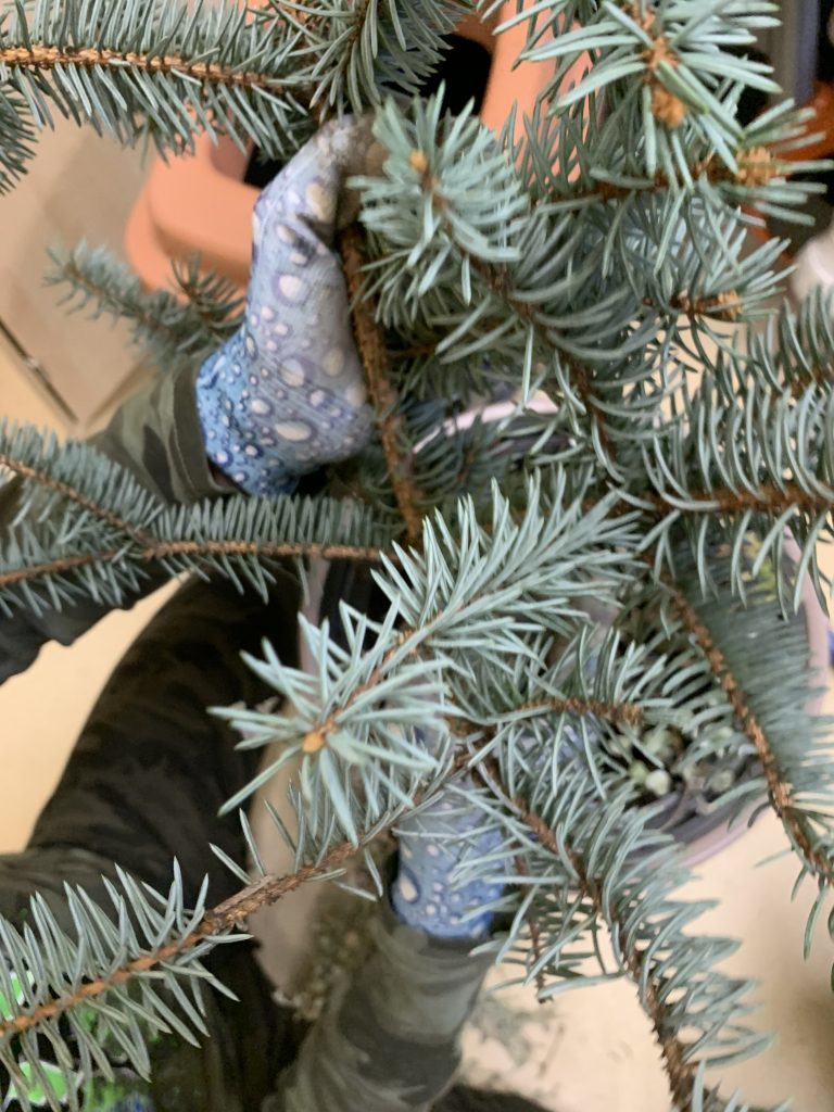 uczniowie ochraniają korzenie pelargonii