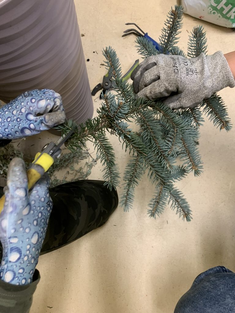 uczniowie ochraniają korzenie pelargonii