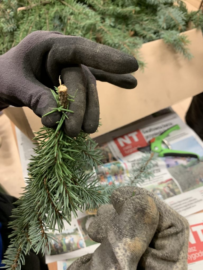 uczniowie przygotowują świąteczne stroiki