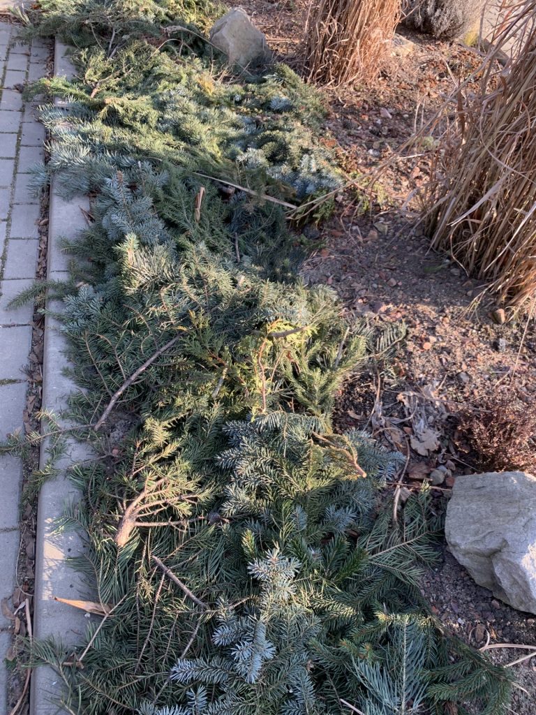 uczniowie wykonują poświąteczne prace w ogrodzie