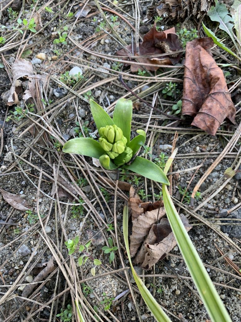 pierwsze wiosenne kwiaty w szkolnym ogrodzie