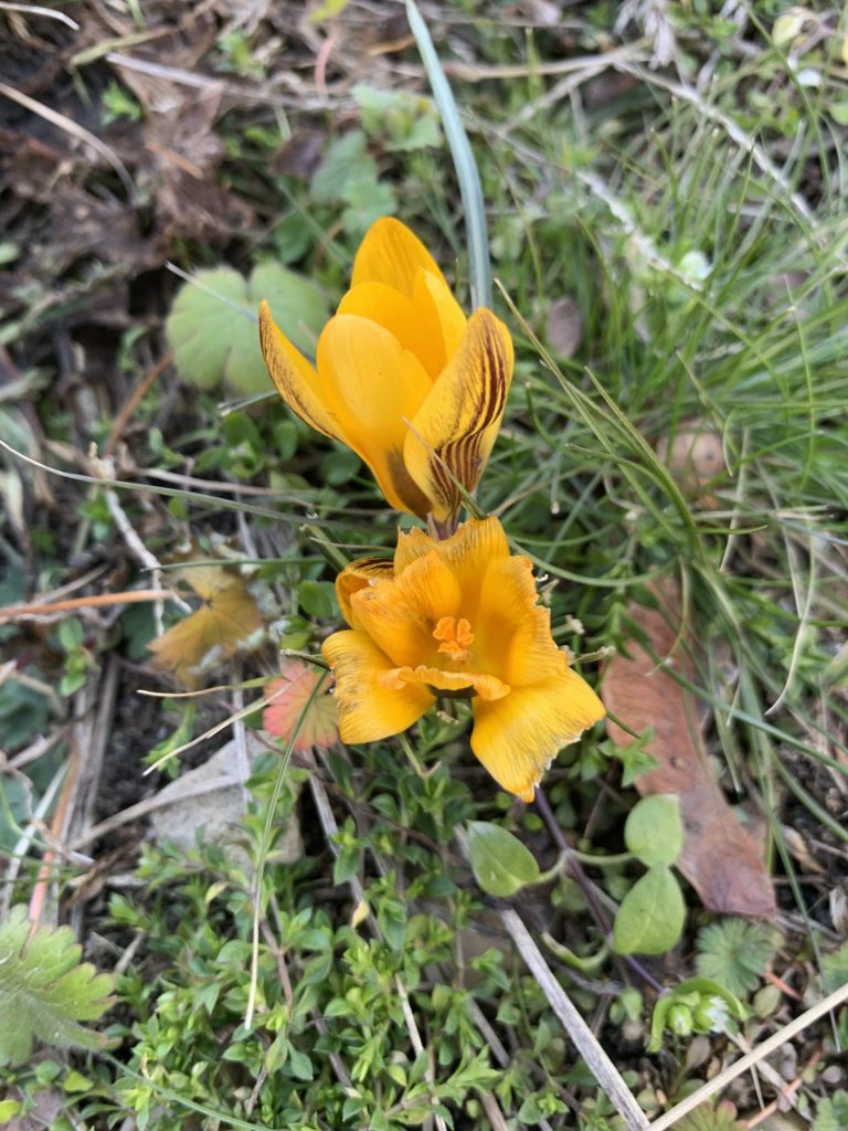 pierwsze wiosenne kwiaty w szkolnym ogrodzie