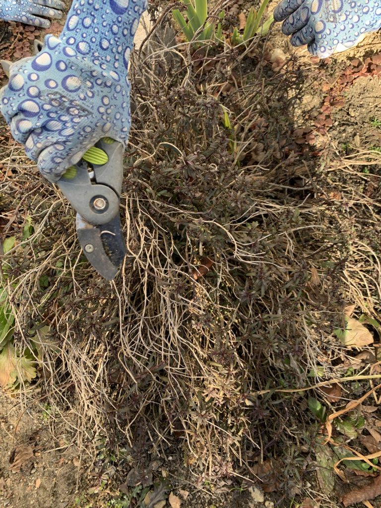 uczniowie wykonują przedwiosenne porządki w ogrodzie