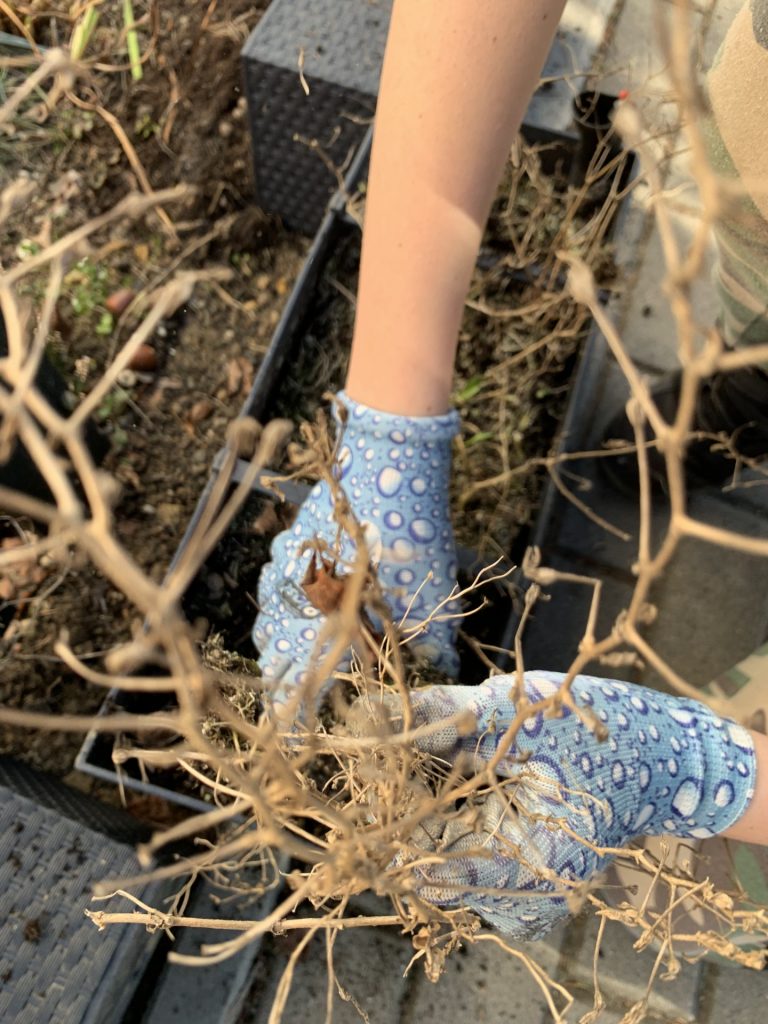 uczniowie wykonują przedwiosenne porządki w ogrodzie