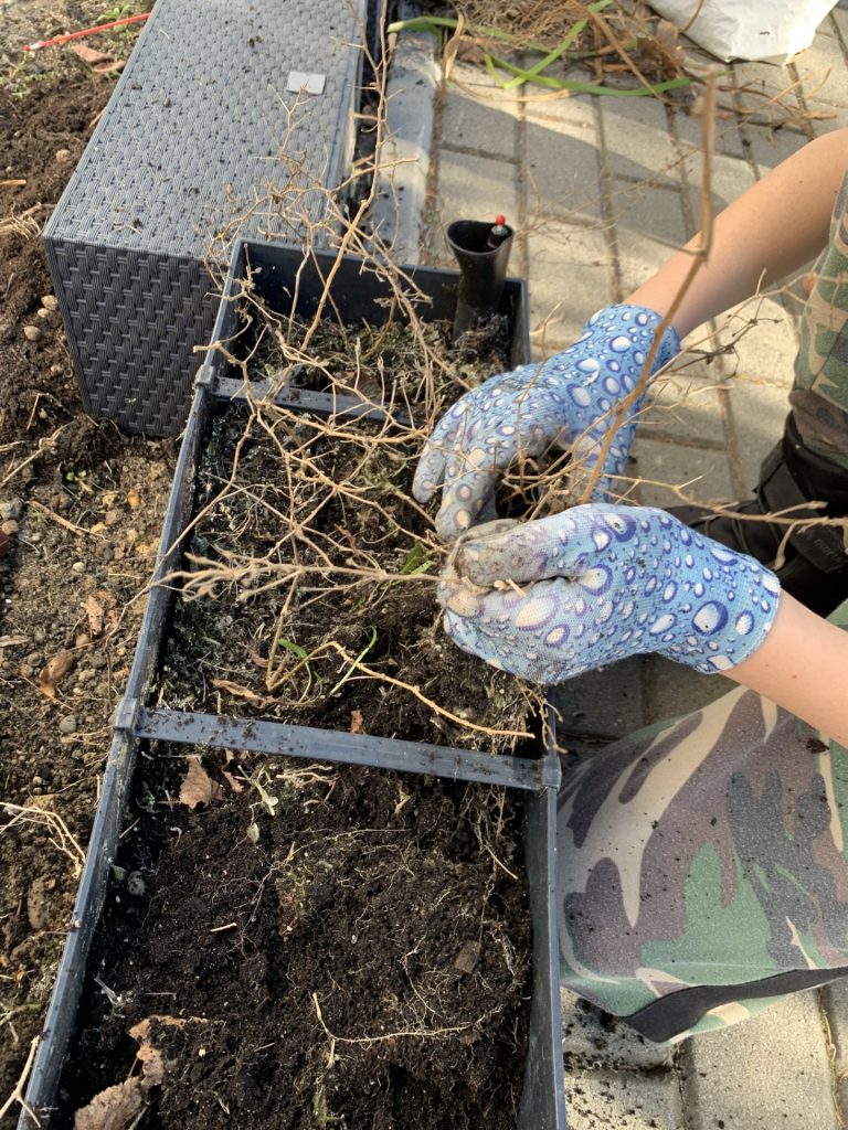 uczniowie wykonują przedwiosenne porządki w ogrodzie