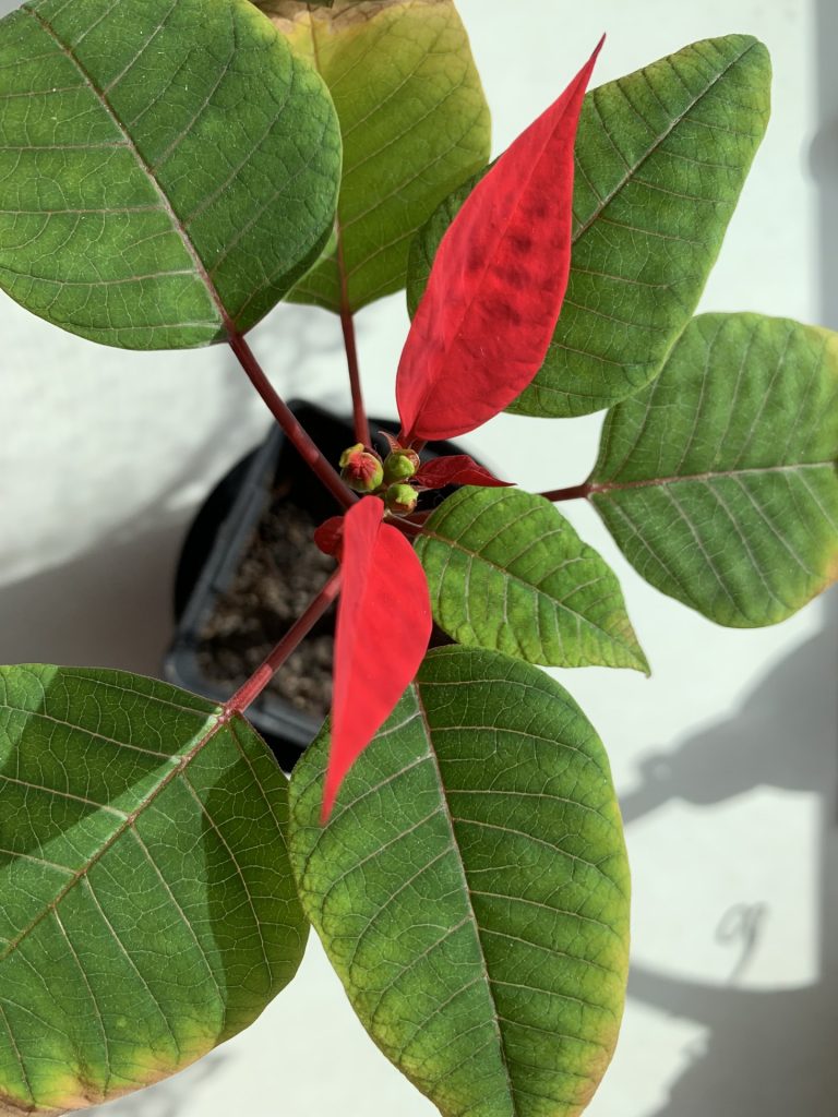 uczniowie eksperymentują z roślinami