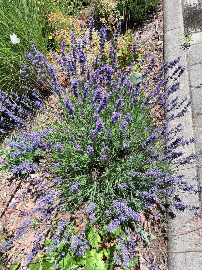 hortiterapia w sps7 rybnik