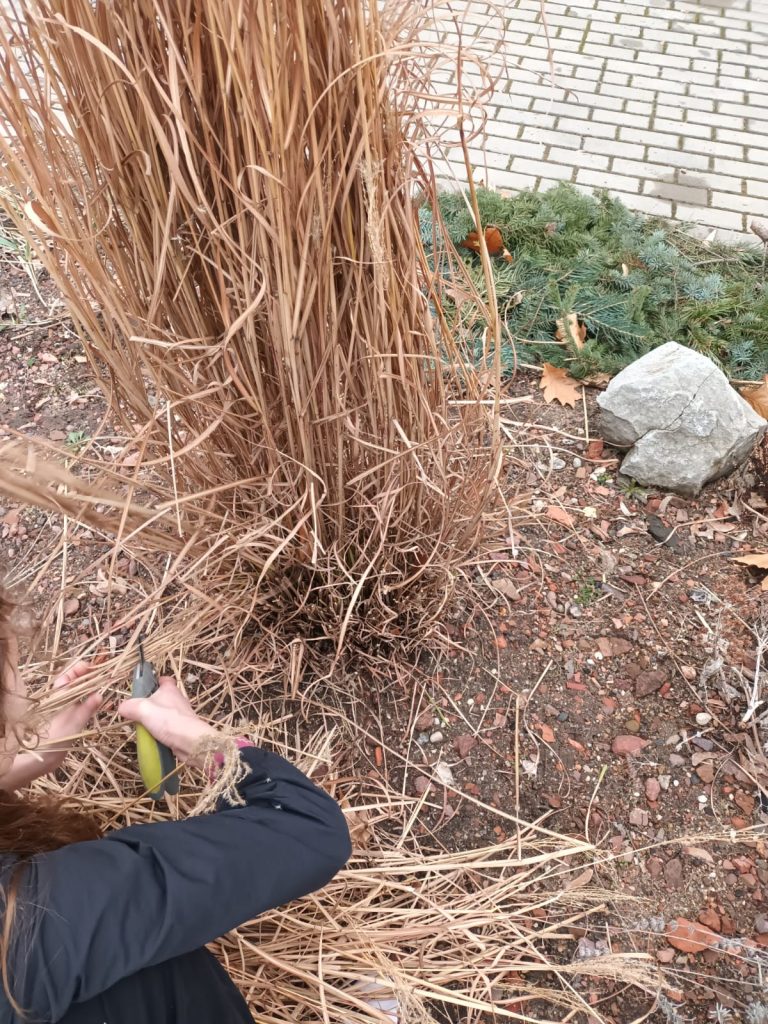 hortiterapia w sps7 rybnik