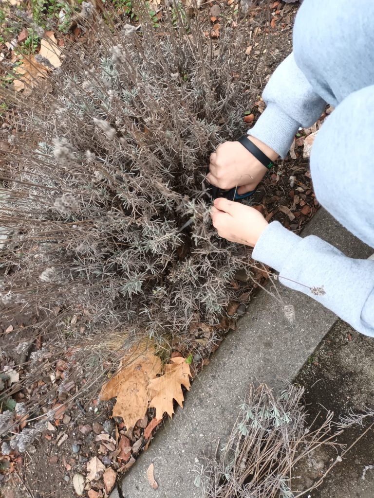 hortiterapia w sps7 rybnik