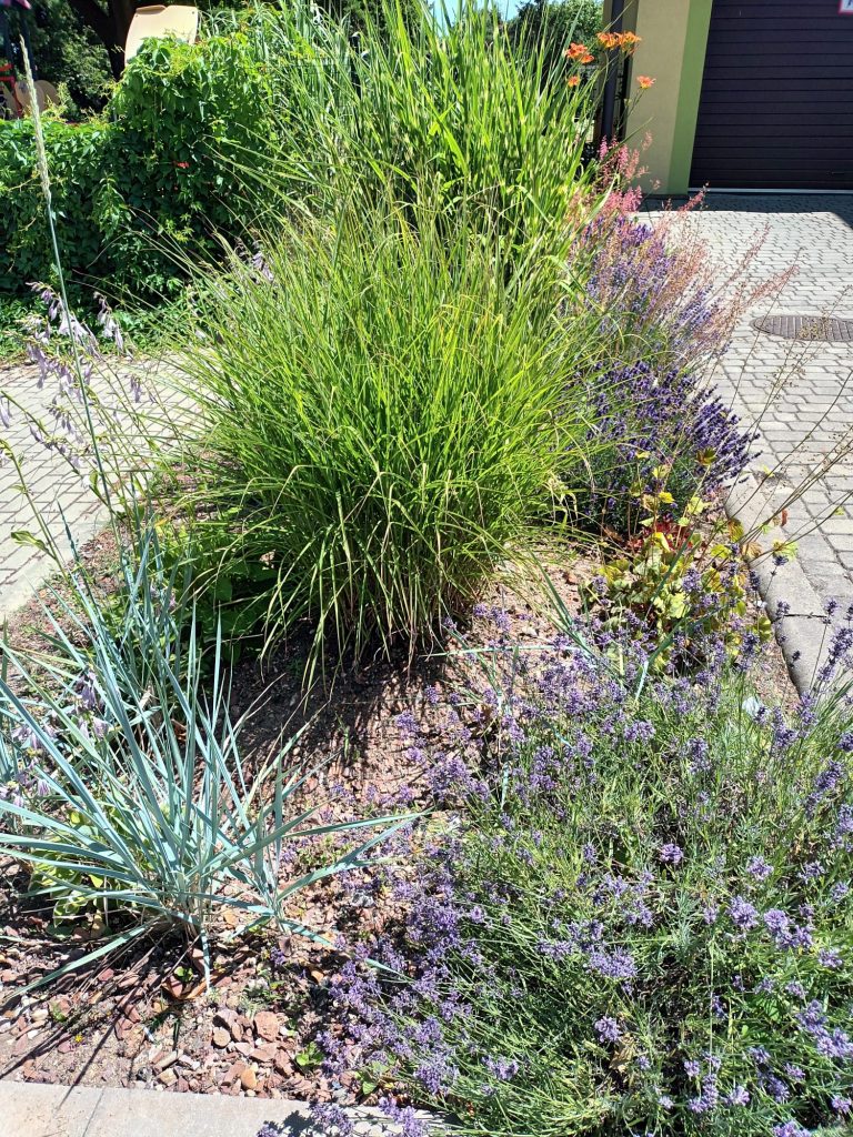 hortiterapia w sps7 rybnik