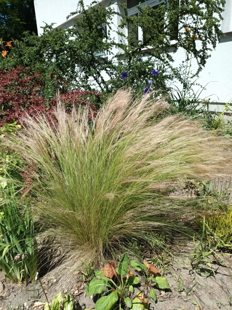 hortiterapia w sps7 rybnik