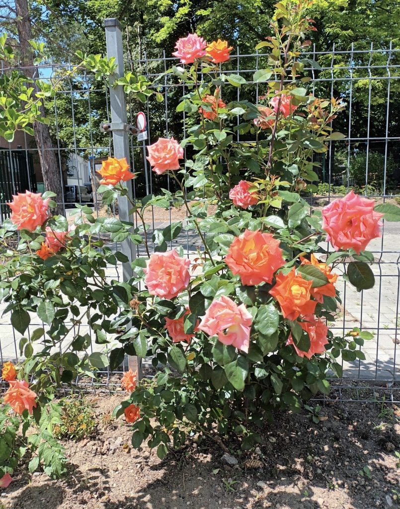 hortiterapia w sps7 rybnik