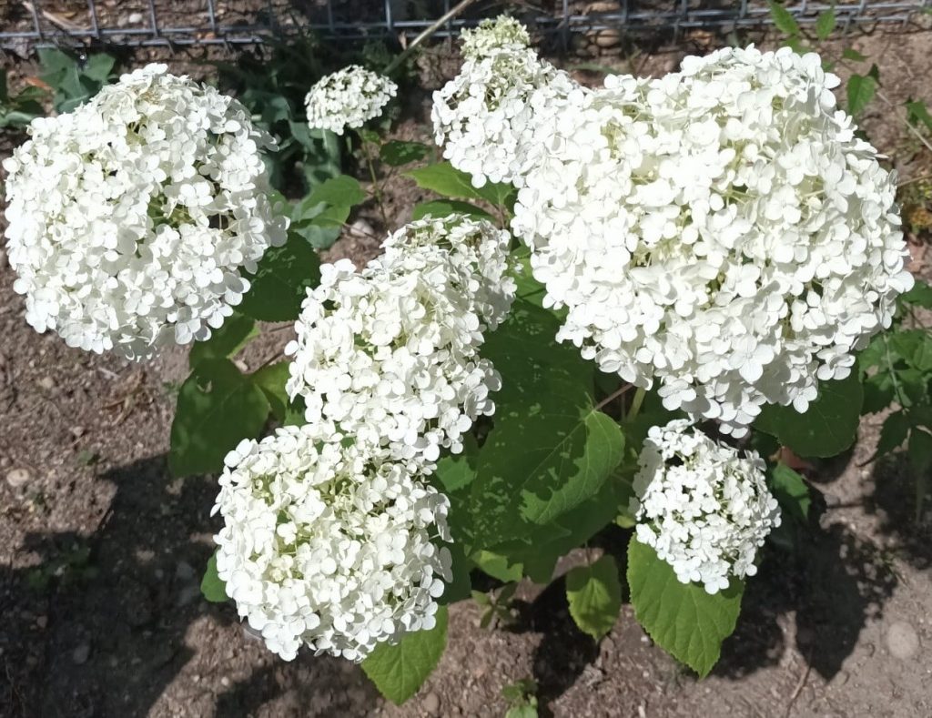 hortiterapia w sps7 rybnik