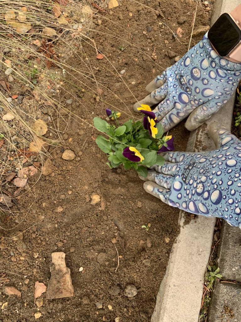 uczniowie sps7 rybnik sadzą bratki w szkolnym ogrodzie