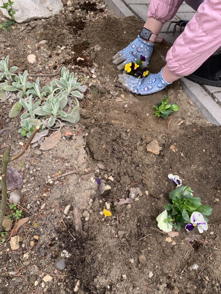 uczniowie sps7 rybnik sadzą bratki w szkolnym ogrodzie