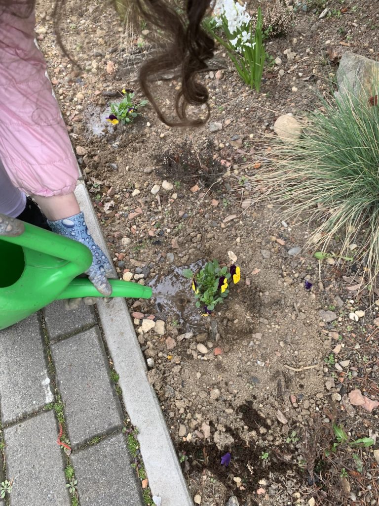 uczniowie sps7 rybnik sadzą bratki w szkolnym ogrodzie