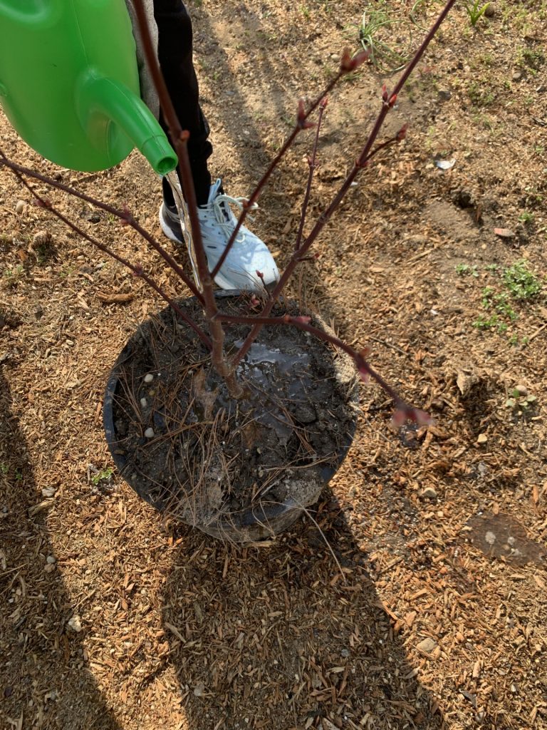 hortiterapia w sps7 rybnik