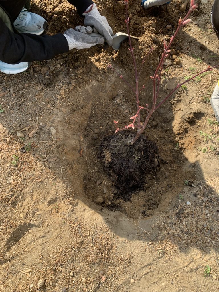 hortiterapia w sps7 rybnik