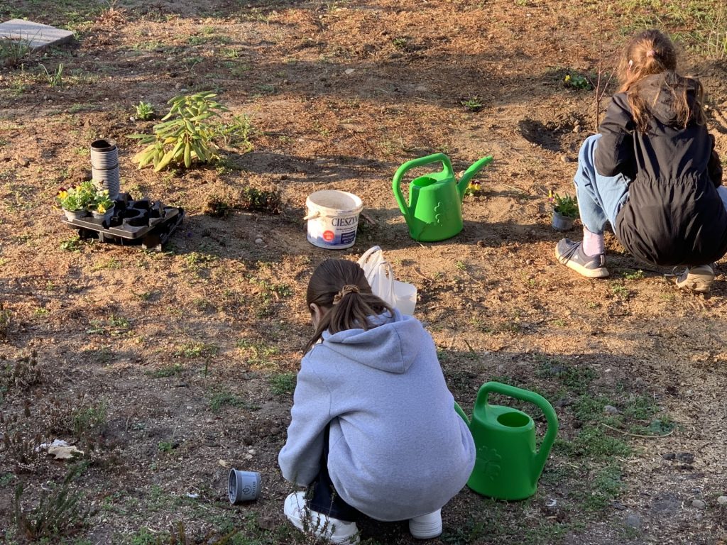 uczniowie sps7 rybnik sadzą bratki w szkolnym ogrodzie