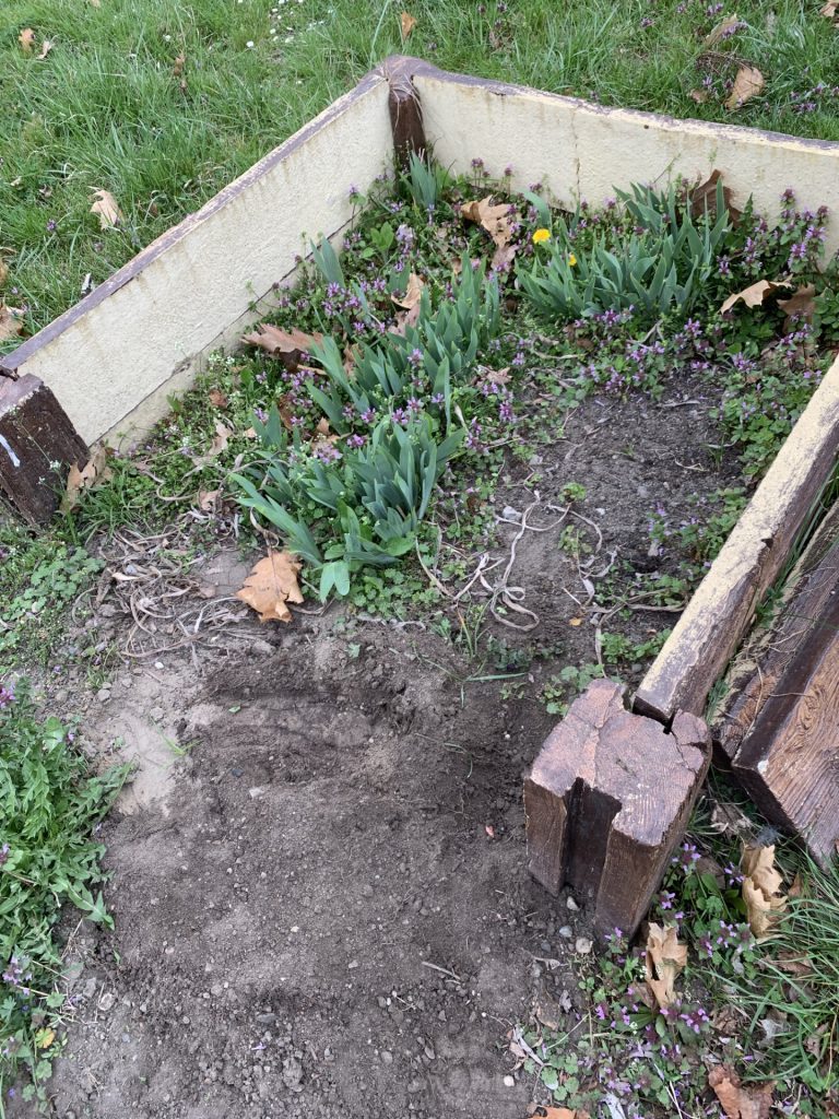 hortiterapia w sps7 rybnik