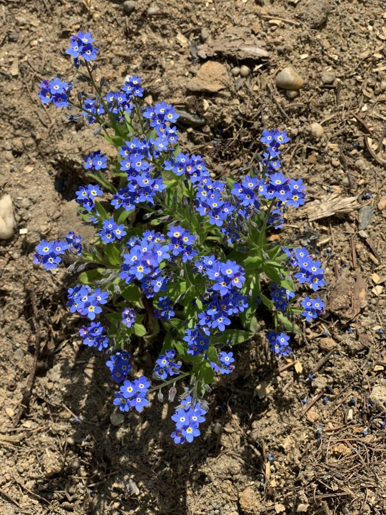 uczniowie sps7 rybnik sadzą bratki i inne kwiatki w szkolnym ogrodzie