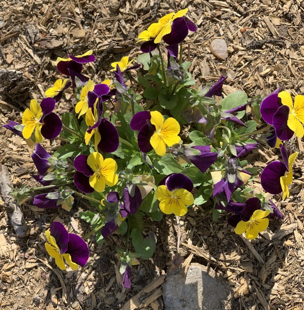 uczniowie sps7 rybnik sadzą bratki w szkolnym ogrodzie