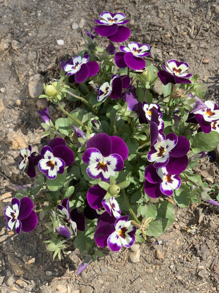 uczniowie sps7 rybnik sadzą bratki w szkolnym ogrodzie