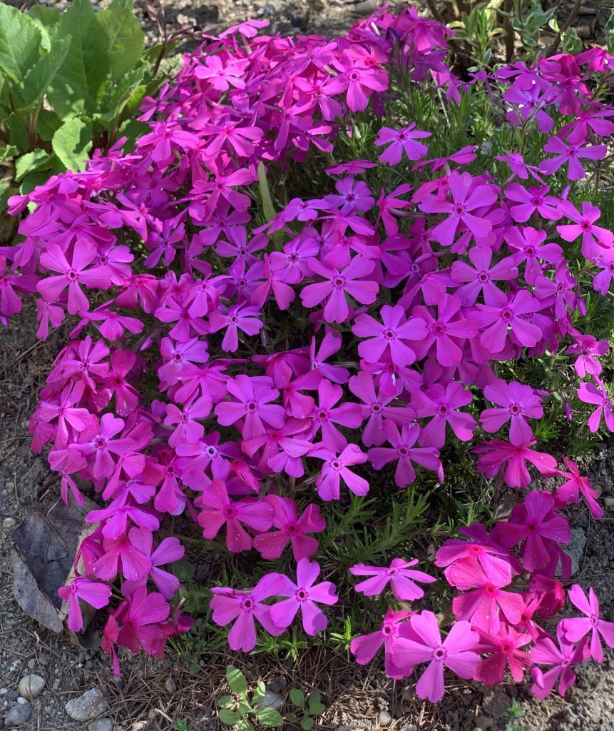 uczniowie sps7 rybnik sadzą bratki i inne kwiatki w szkolnym ogrodzie