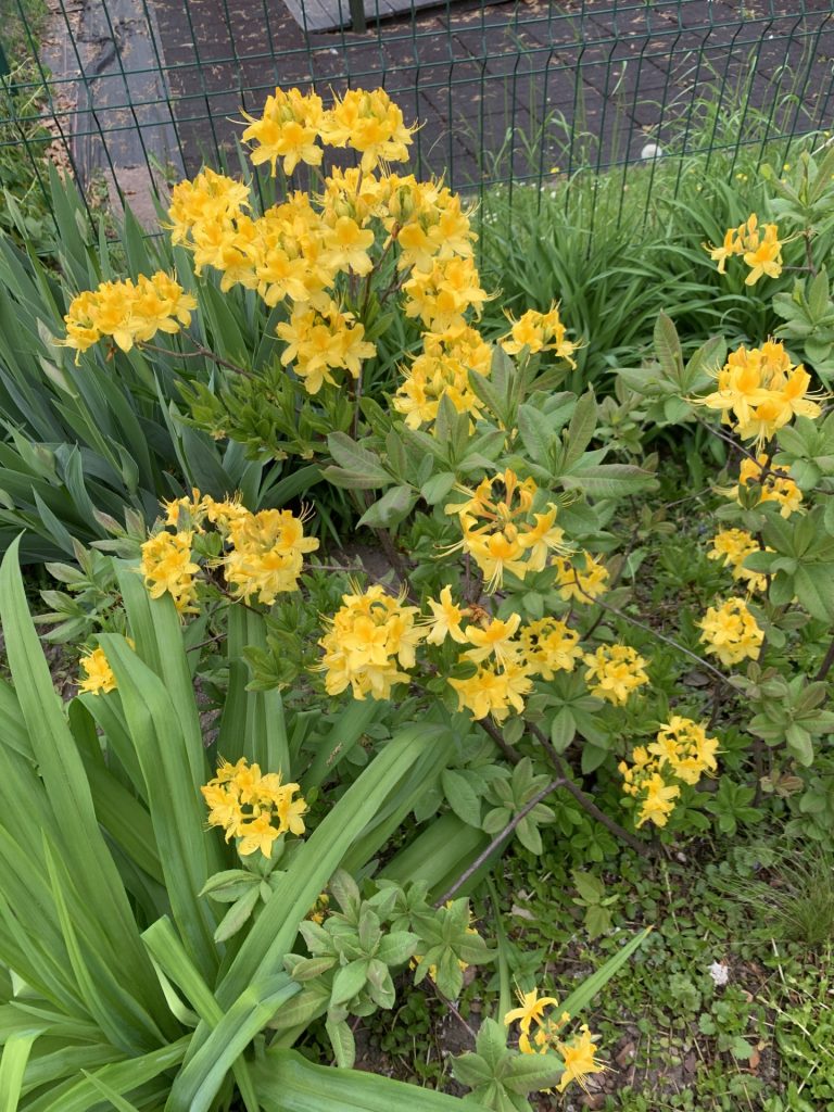 uczniowie sps7 rybnik sadzą bratki i inne kwiatki w szkolnym ogrodzie