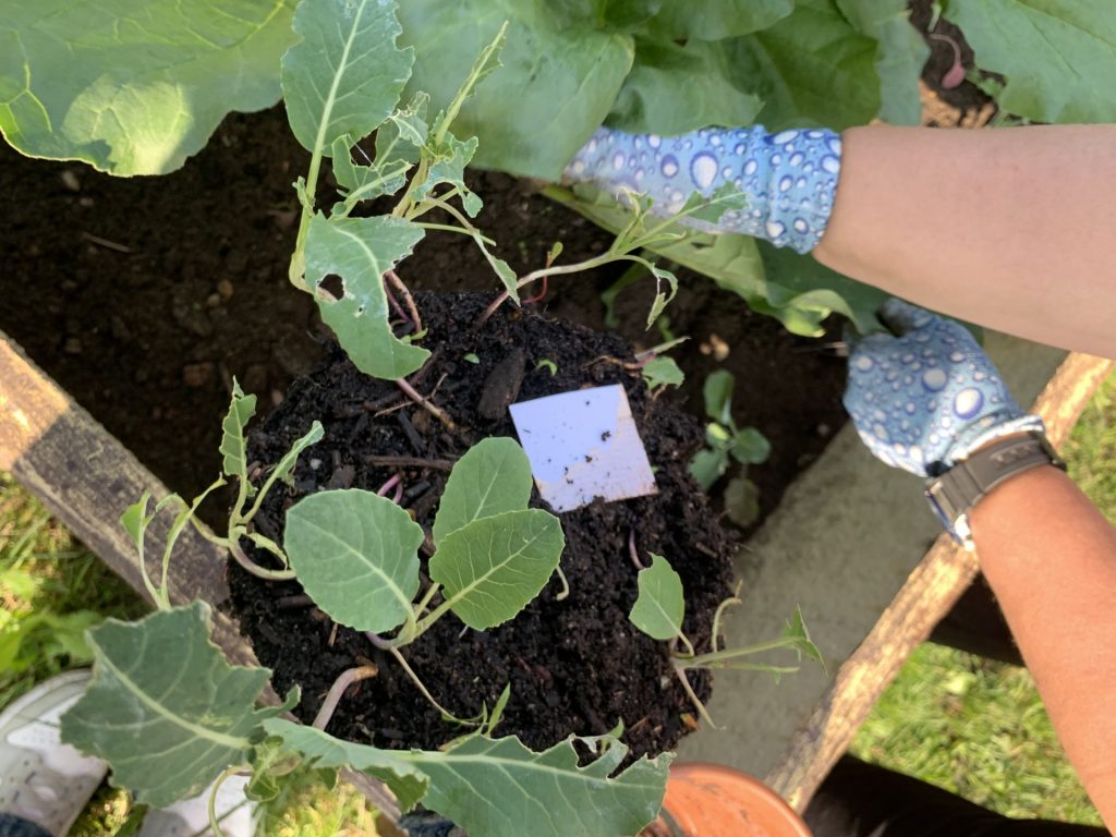 hortiterapia w sps7 rybnik