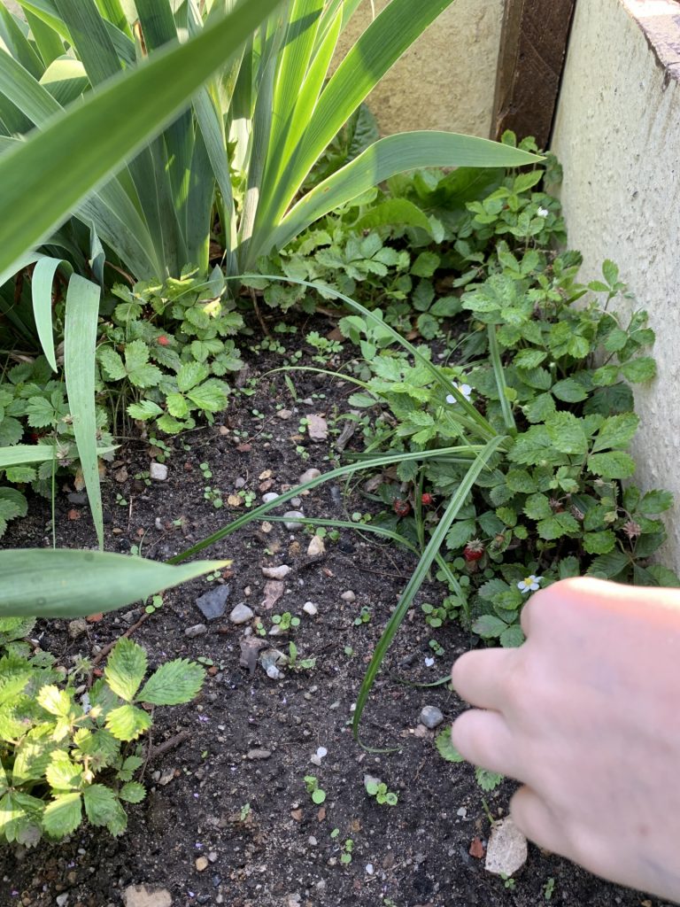 hortiterapia w sps7 rybnik