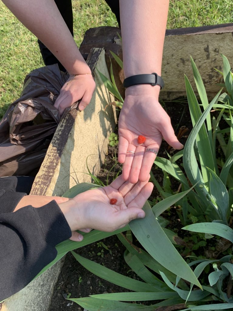 hortiterapia w sps7 rybnik