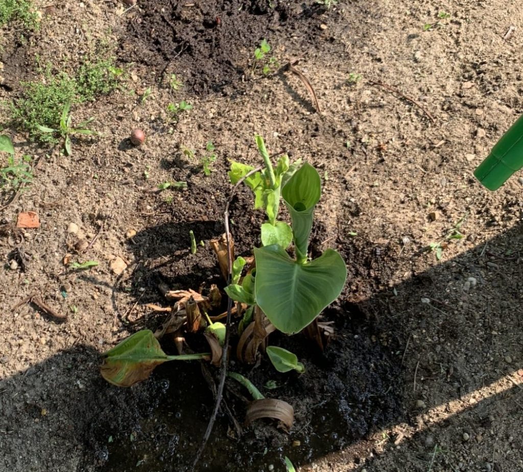 uczniowie sps7 rybnik sadzą bratki i inne kwiatki w szkolnym ogrodzie