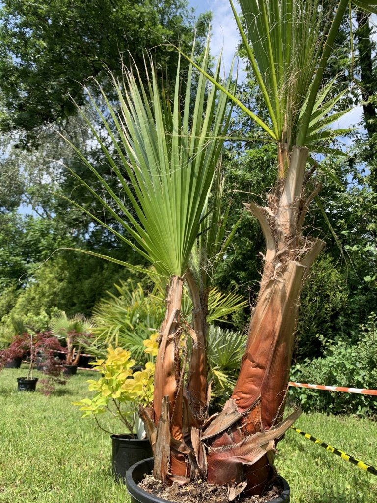 projekt przerwa (lekcja) pod palmami