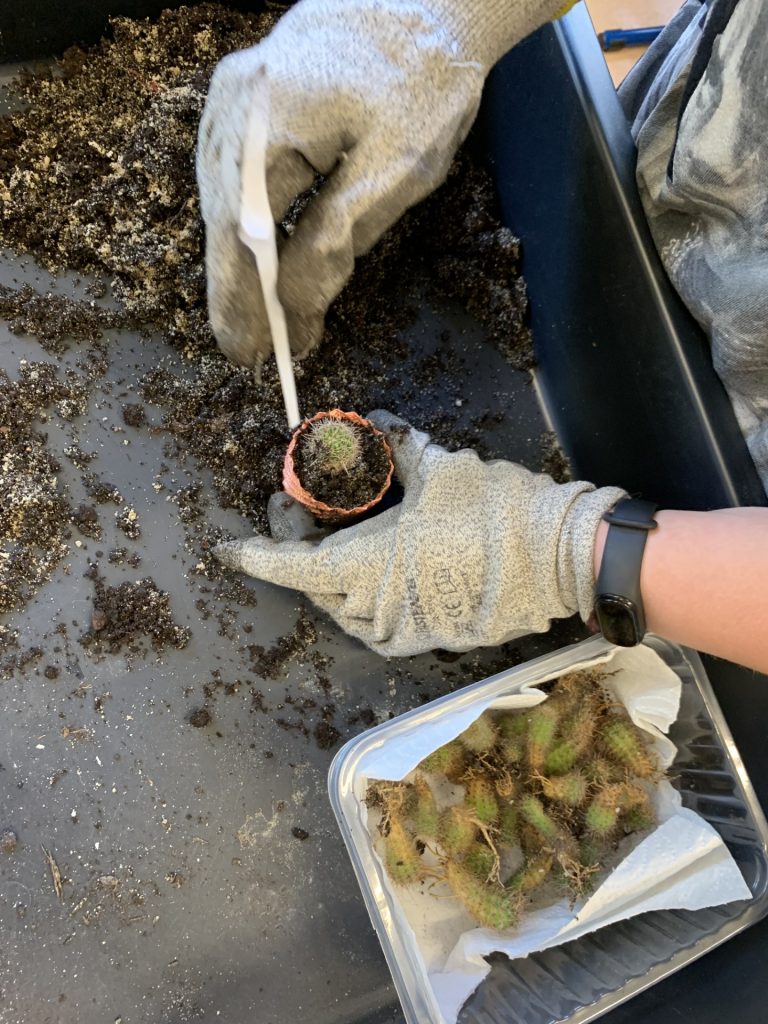 hortiterapia w sps7 rybnik