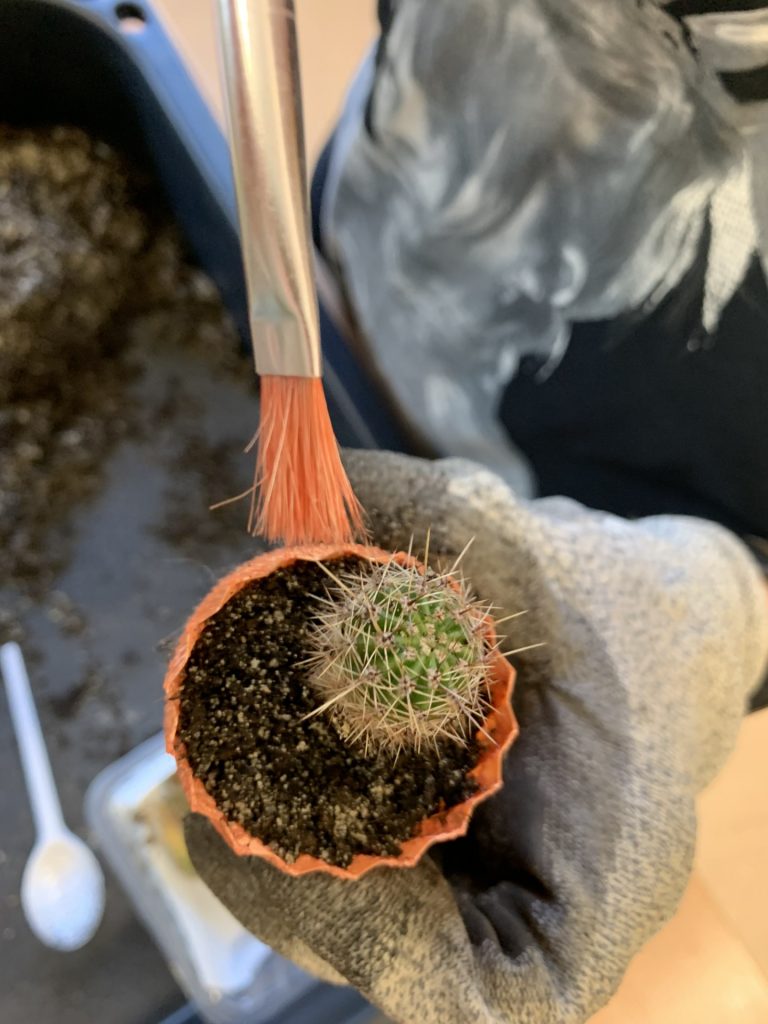 hortiterapia w sps7 rybnik