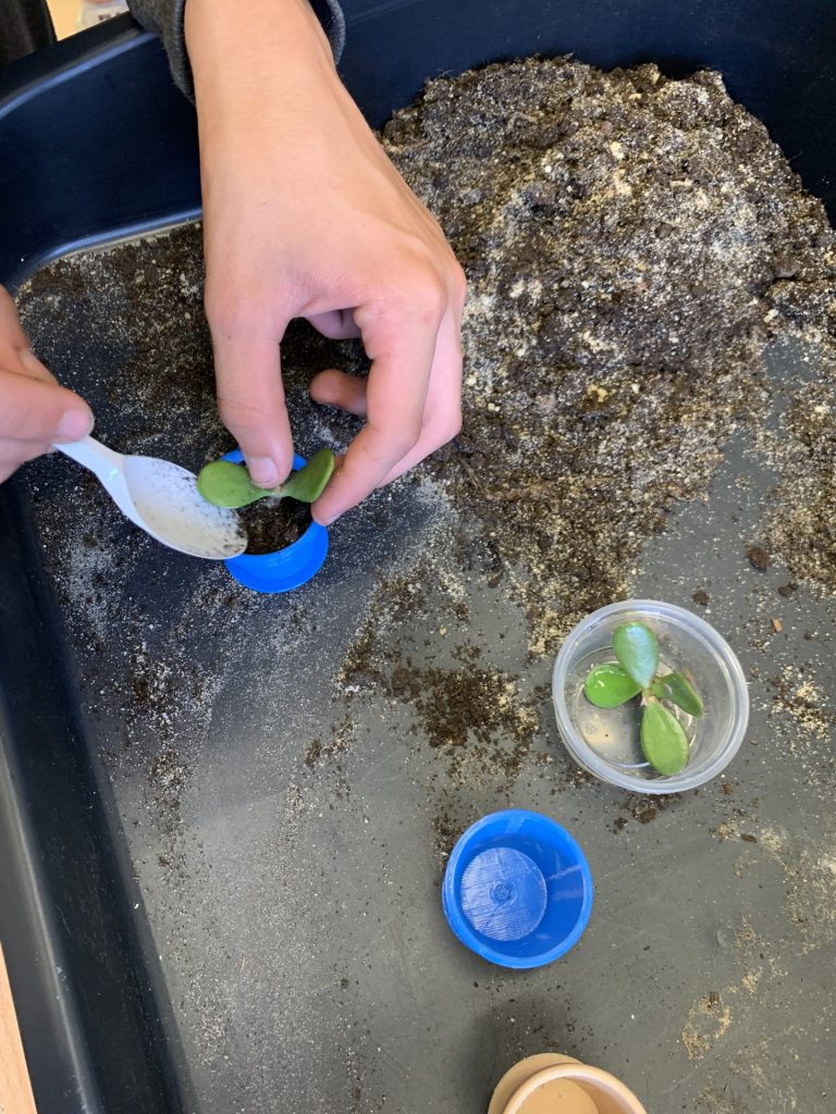 hortiterapia w sps7 rybnik