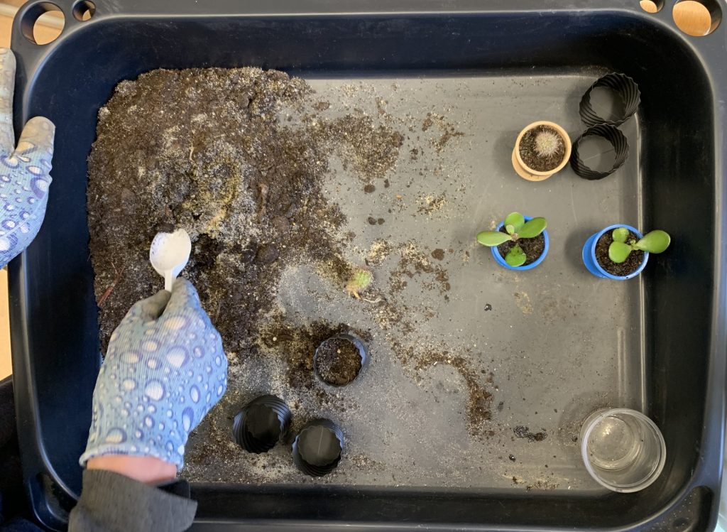 hortiterapia w sps7 rybnik