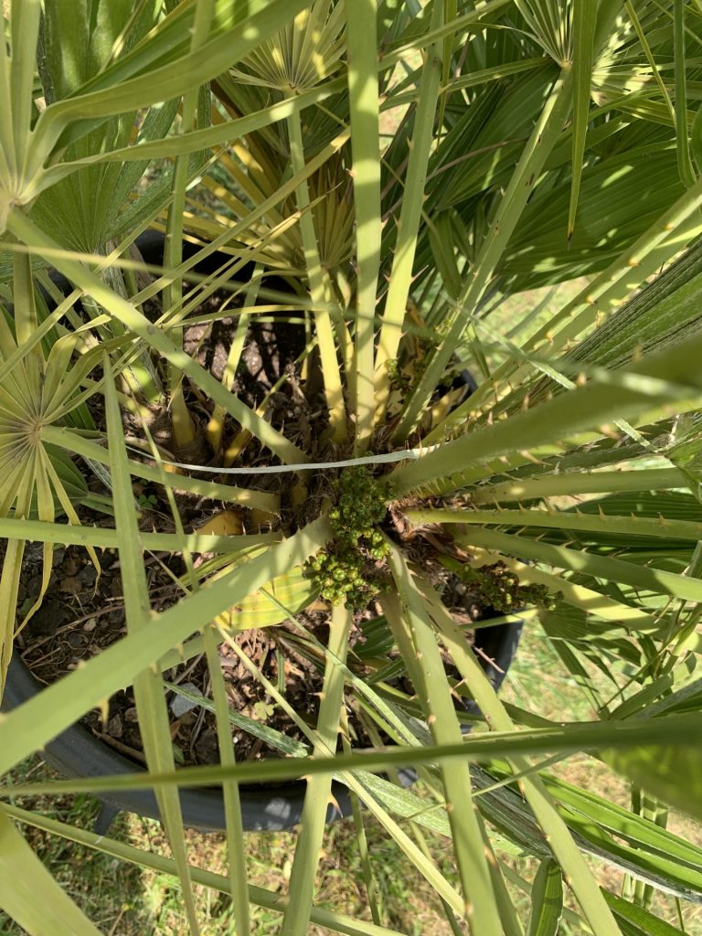 hortiterapia w sps7 rybnik