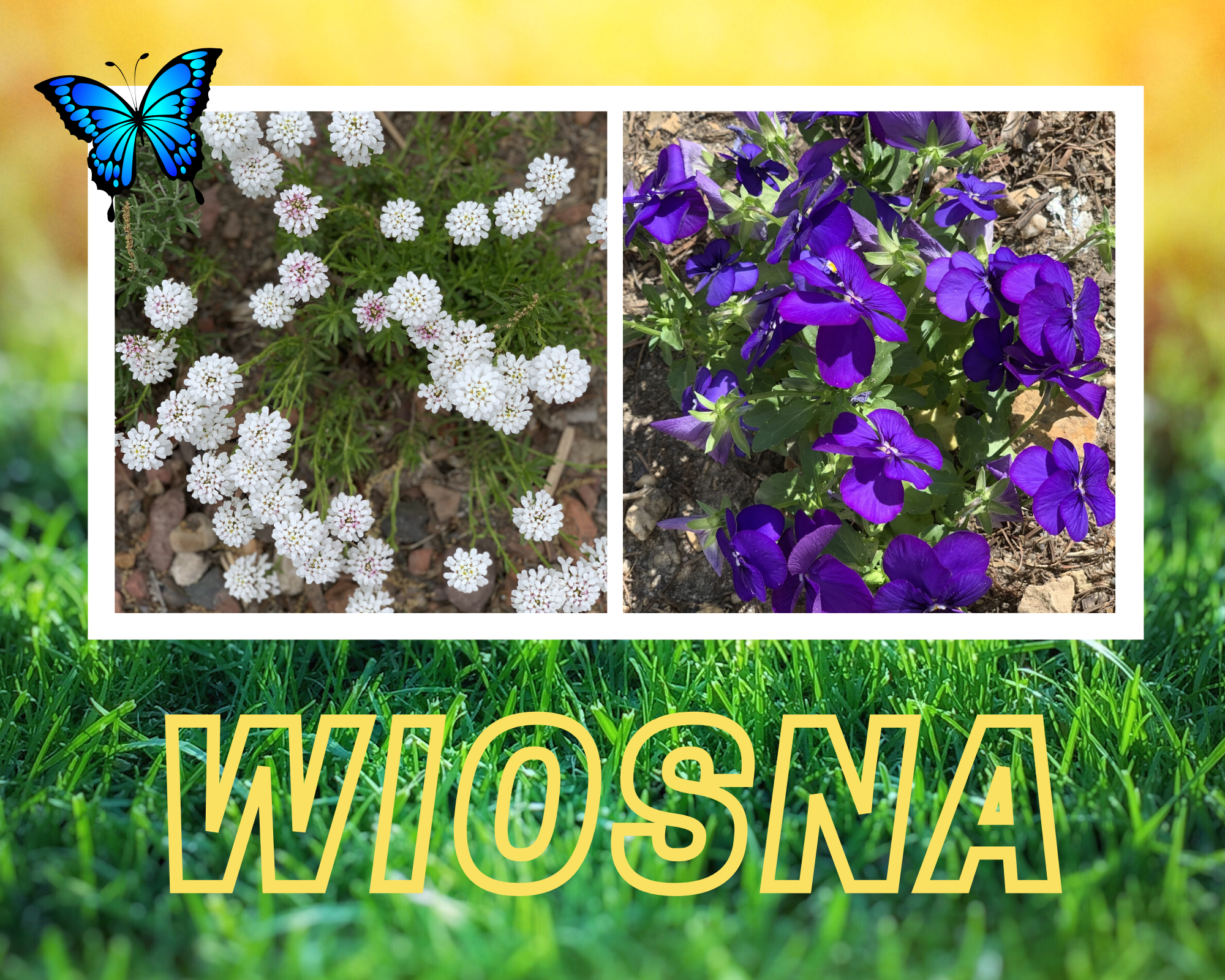 wiosna 25 w szkolnym ogrodzie sps7 rybnik